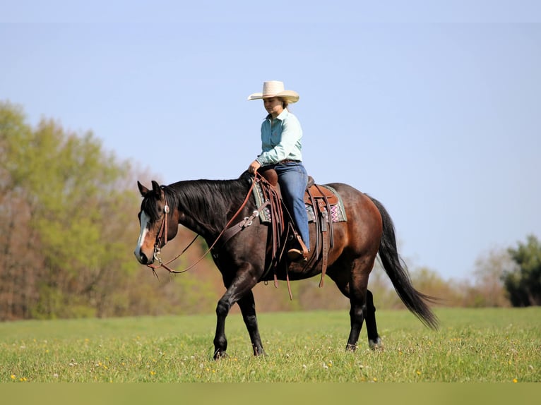 American Quarter Horse Castrone 9 Anni Baio scuro in Clarion, PA