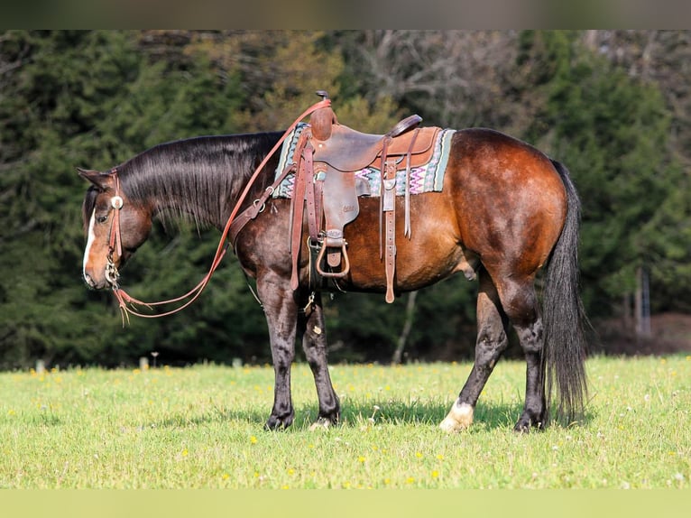 American Quarter Horse Castrone 9 Anni Baio scuro in Clarion, PA