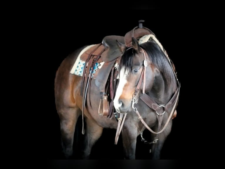 American Quarter Horse Castrone 9 Anni Baio scuro in Clarion, PA