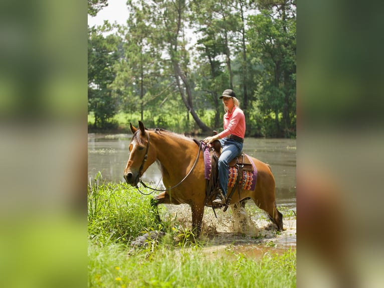 American Quarter Horse Castrone 9 Anni Falbo in Huntsville TX