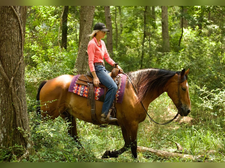 American Quarter Horse Castrone 9 Anni Falbo in Huntsville TX