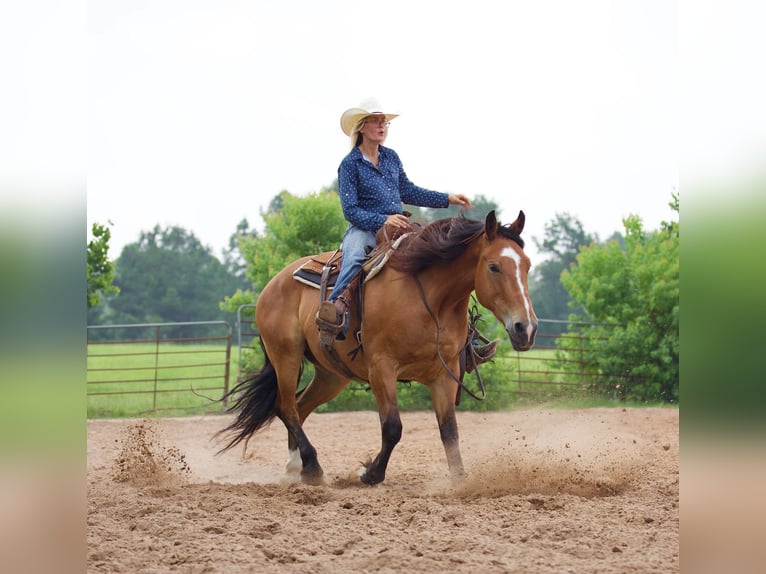 American Quarter Horse Castrone 9 Anni Falbo in Huntsville TX