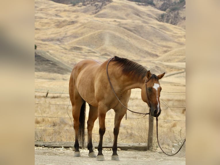 American Quarter Horse Castrone 9 Anni Falbo in Paicines, CA