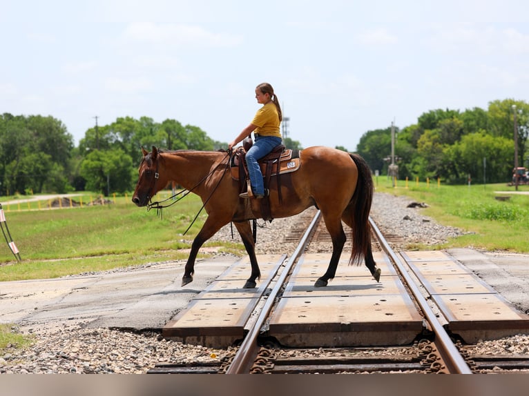 American Quarter Horse Castrone 9 Anni Falbo in Terrell