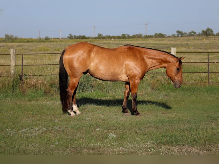 American Quarter Horse Castrone 9 Anni Falbo in Ripley