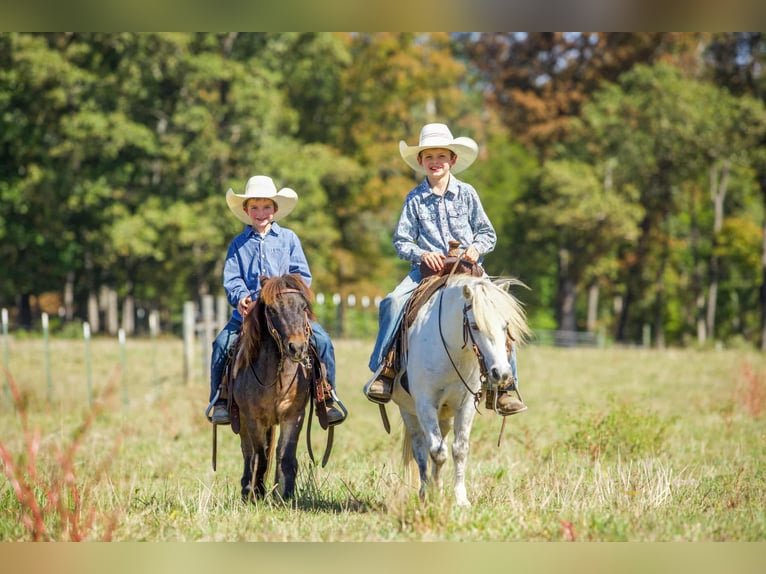American Quarter Horse Castrone 9 Anni Grigio in Benton KY