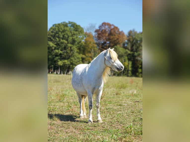American Quarter Horse Castrone 9 Anni Grigio in Benton KY