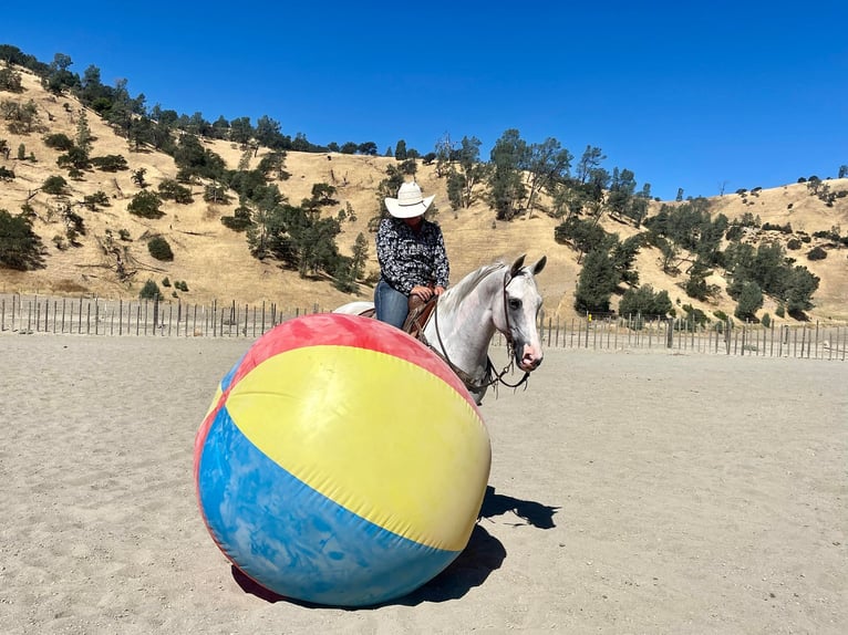 American Quarter Horse Castrone 9 Anni Grigio in BITTERWATER, CA