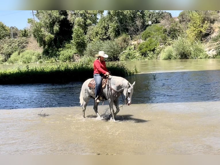 American Quarter Horse Castrone 9 Anni Grigio in BITTERWATER, CA