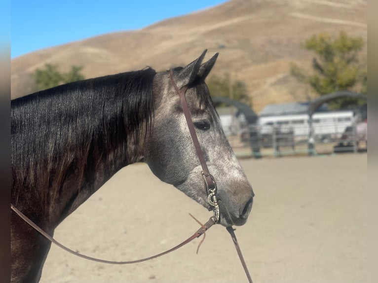 American Quarter Horse Castrone 9 Anni Grigio in Paicines CA