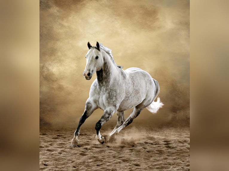 American Quarter Horse Castrone 9 Anni Grigio pezzato in Dallas PA