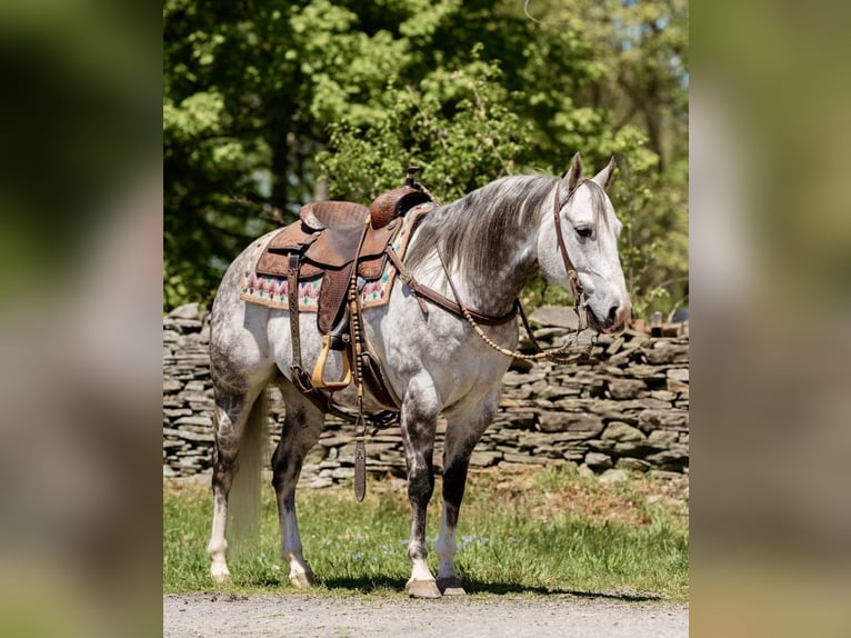 American Quarter Horse Castrone 9 Anni Grigio pezzato in Dallas PA