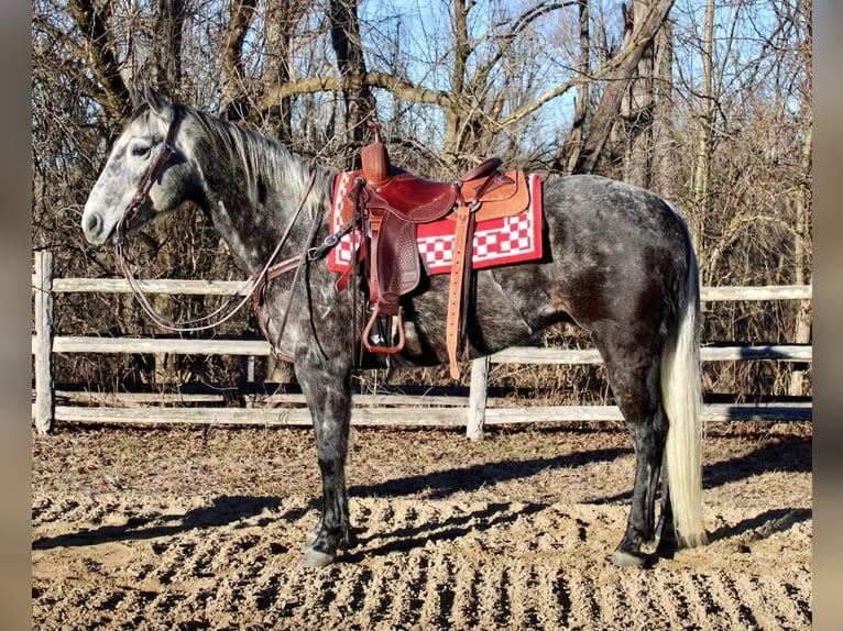 American Quarter Horse Castrone 9 Anni Grigio pezzato in Allentown, NJ