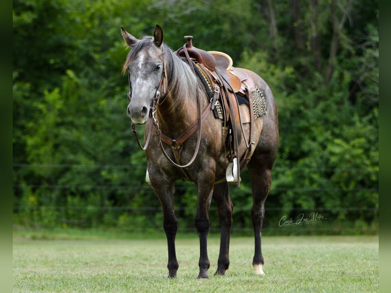 American Quarter Horse Castrone 9 Anni Grigio pezzato in Lewistown IL