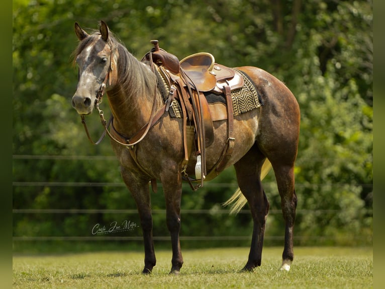 American Quarter Horse Castrone 9 Anni Grigio pezzato in Lewistown IL