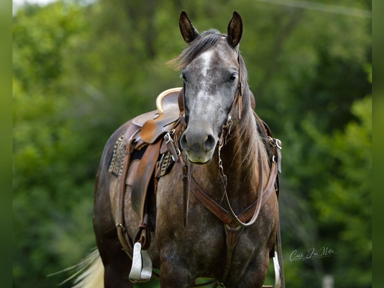 American Quarter Horse Castrone 9 Anni Grigio pezzato in Lewistown IL