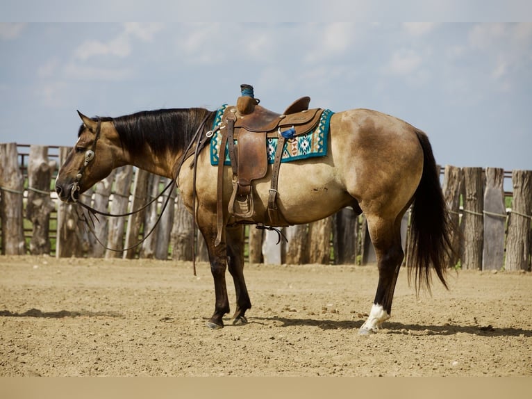 American Quarter Horse Castrone 9 Anni Grullo in Bernard