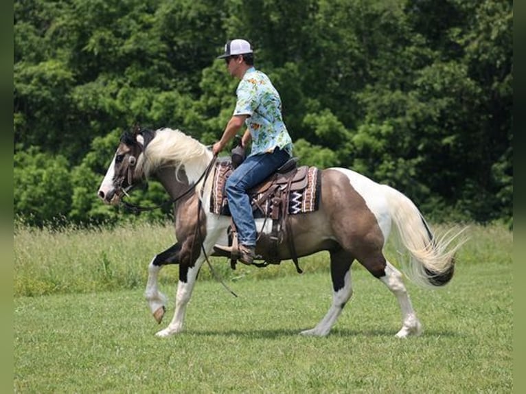 American Quarter Horse Castrone 9 Anni Grullo in Mount Vernon, KY