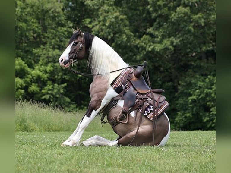 American Quarter Horse Castrone 9 Anni Grullo in Mount Vernon, KY