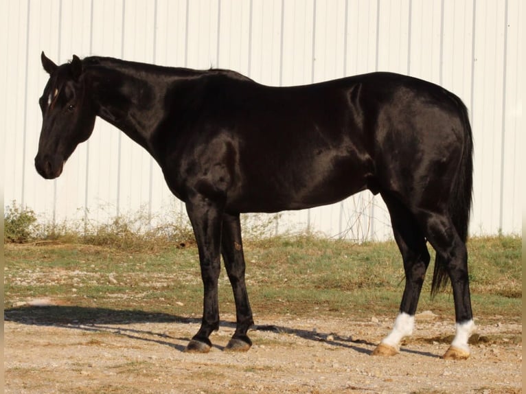 American Quarter Horse Castrone 9 Anni Morello in Breckenridge TX