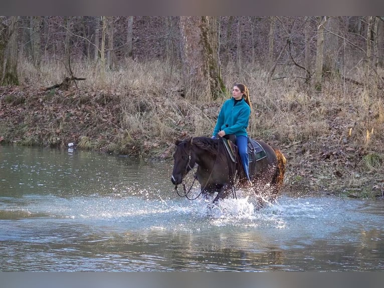 American Quarter Horse Castrone 9 Anni Morello in LaGrange KY