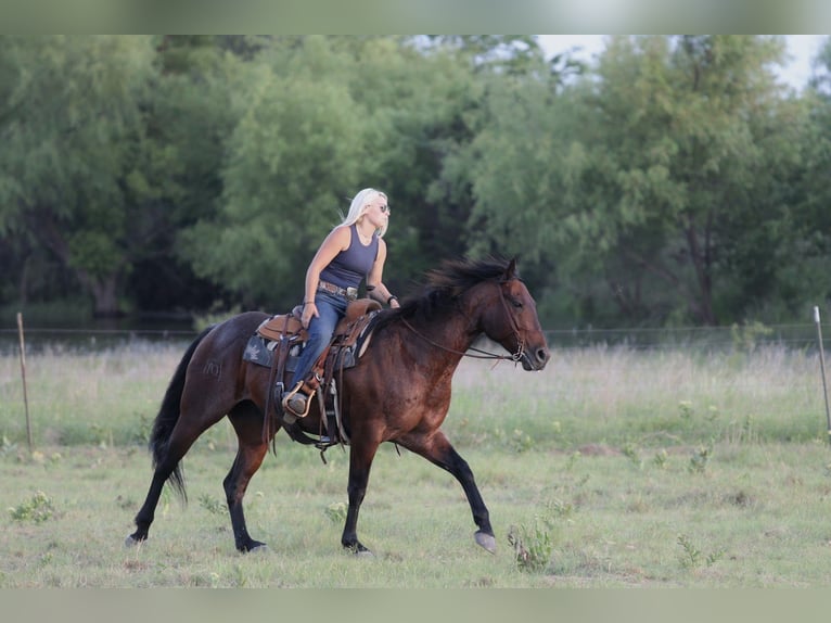 American Quarter Horse Castrone 9 Anni Morello in Mineral Wells