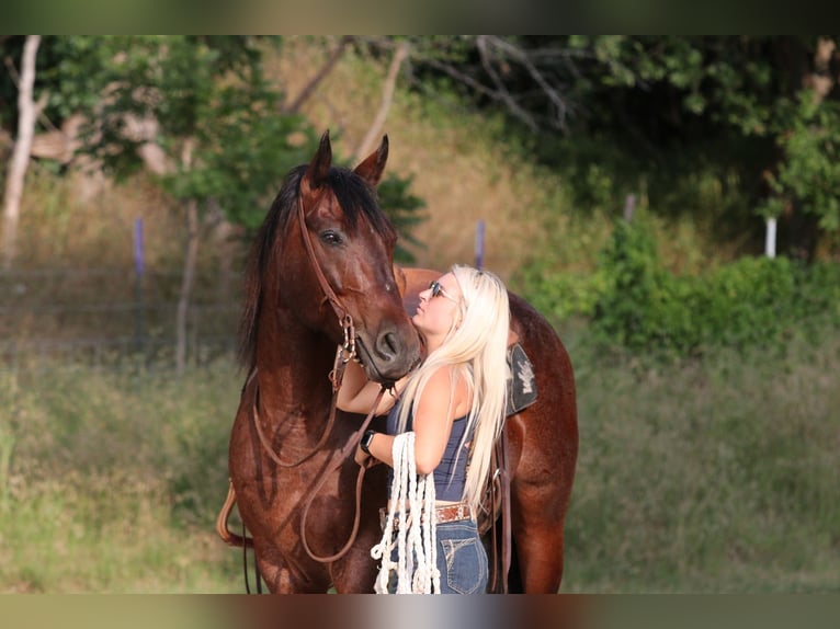 American Quarter Horse Castrone 9 Anni Morello in Mineral Wells