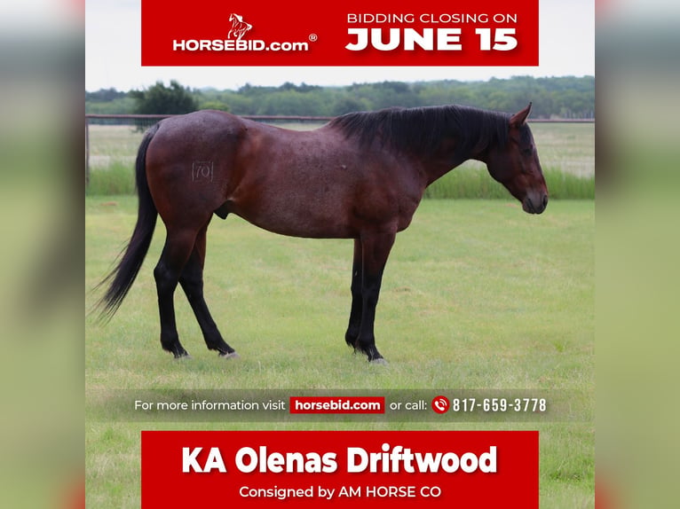 American Quarter Horse Castrone 9 Anni Morello in Mineral Wells