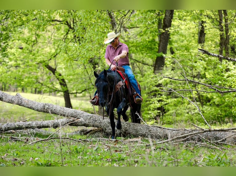 American Quarter Horse Castrone 9 Anni Morello in Santa Fe