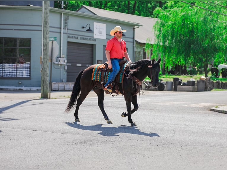 American Quarter Horse Castrone 9 Anni Morello in Santa Fe