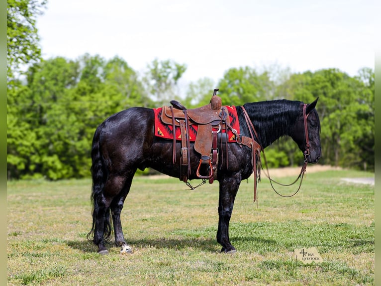 American Quarter Horse Castrone 9 Anni Morello in Santa Fe