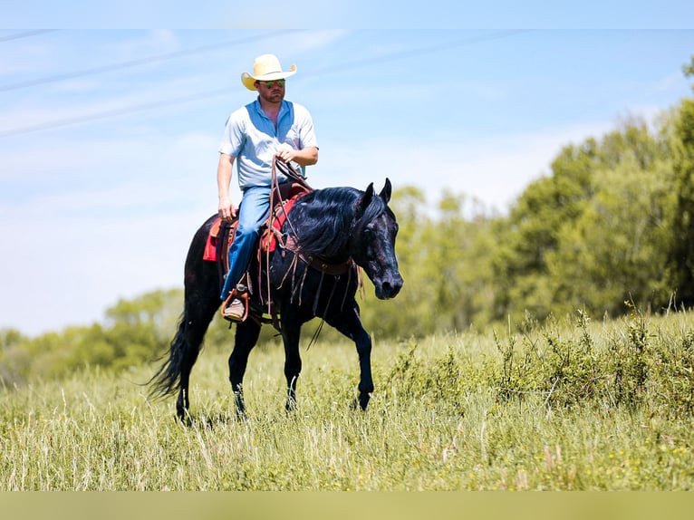American Quarter Horse Castrone 9 Anni Morello in Santa Fe