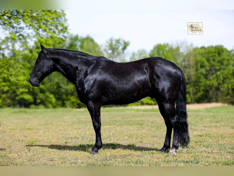 American Quarter Horse Castrone 9 Anni Morello in Santa Fe