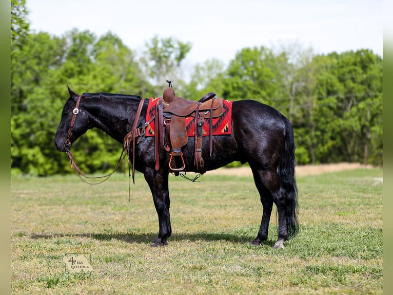 American Quarter Horse Castrone 9 Anni Morello in Santa Fe