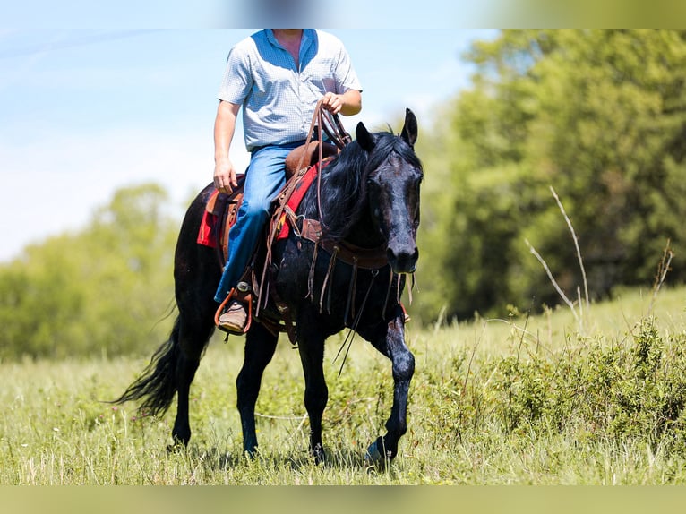 American Quarter Horse Castrone 9 Anni Morello in Santa Fe