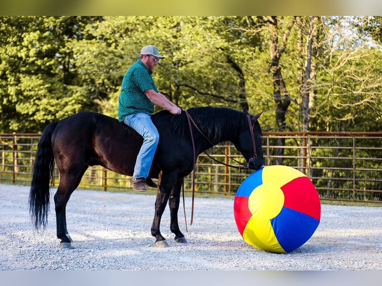 American Quarter Horse Castrone 9 Anni Morello in Santa Fe