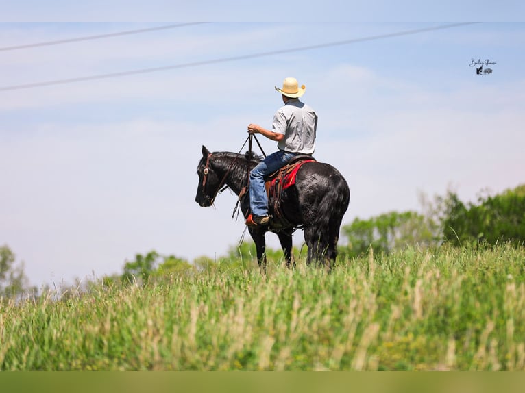 American Quarter Horse Castrone 9 Anni Morello in Santa Fe