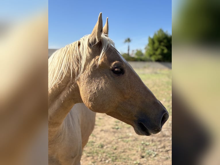 American Quarter Horse Castrone 9 Anni Palomino in Sogliano Cavour
