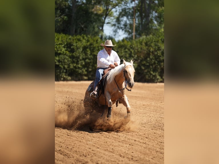 American Quarter Horse Castrone 9 Anni Palomino in Sogliano Cavour