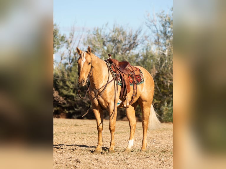 American Quarter Horse Castrone 9 Anni Palomino in Caldwell ID