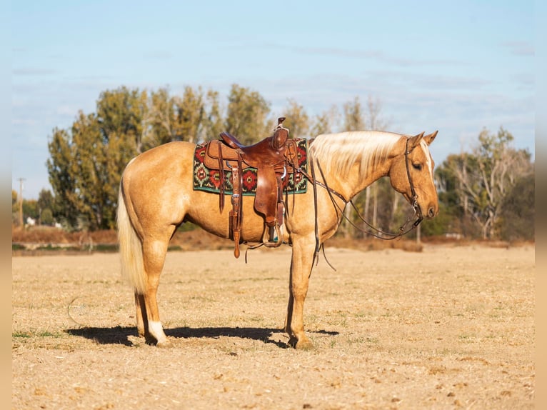 American Quarter Horse Castrone 9 Anni Palomino in Caldwell ID