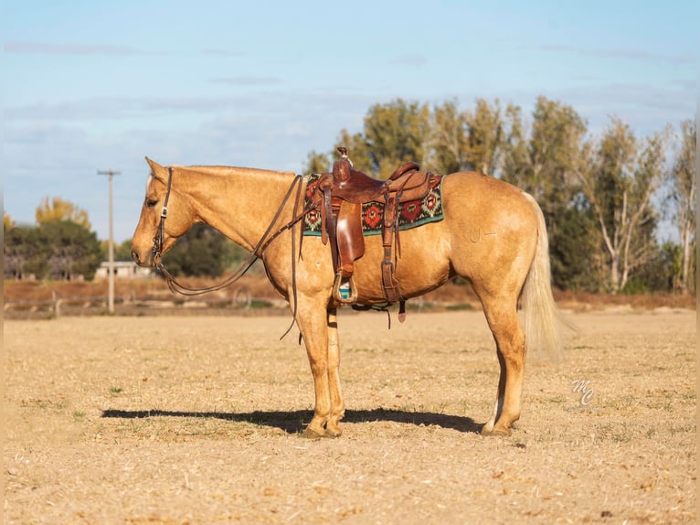 American Quarter Horse Castrone 9 Anni Palomino in Caldwell ID