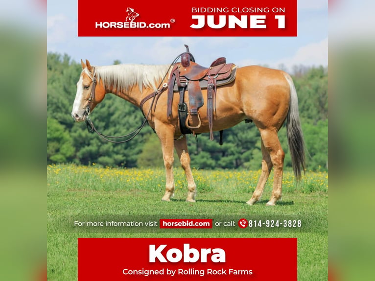 American Quarter Horse Castrone 9 Anni Palomino in Clarion