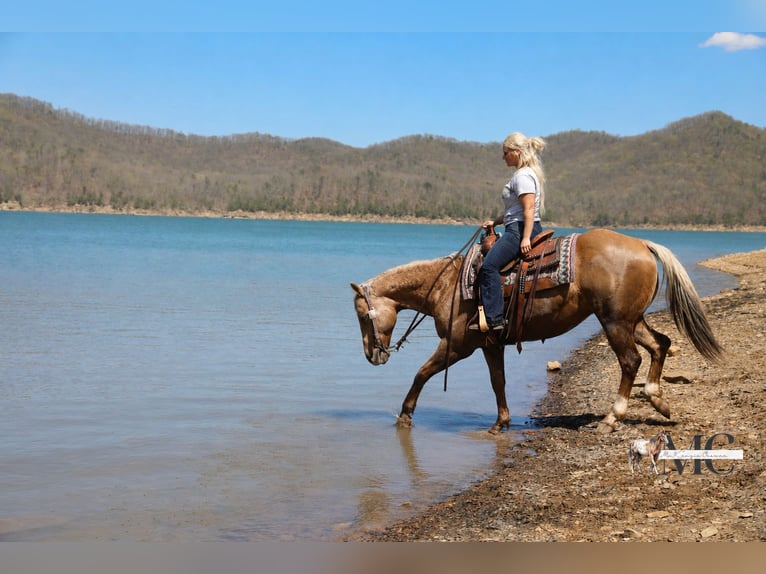 American Quarter Horse Castrone 9 Anni Palomino in North Bloomfield