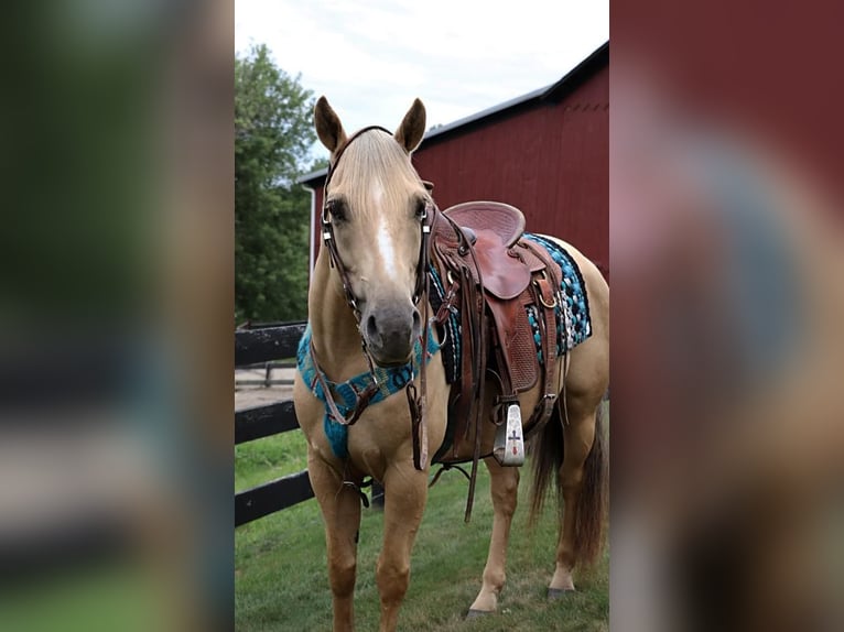 American Quarter Horse Castrone 9 Anni Palomino in Dundee, OH