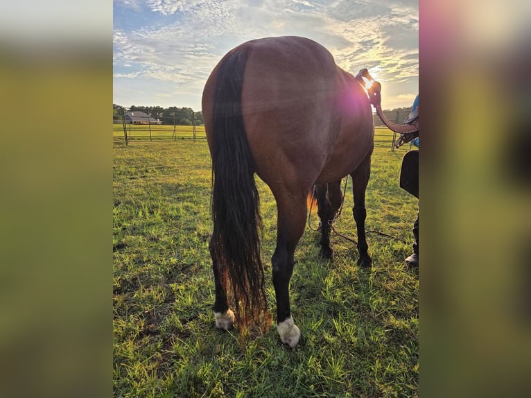 American Quarter Horse Mix Castrone 9 Anni in Huntsville