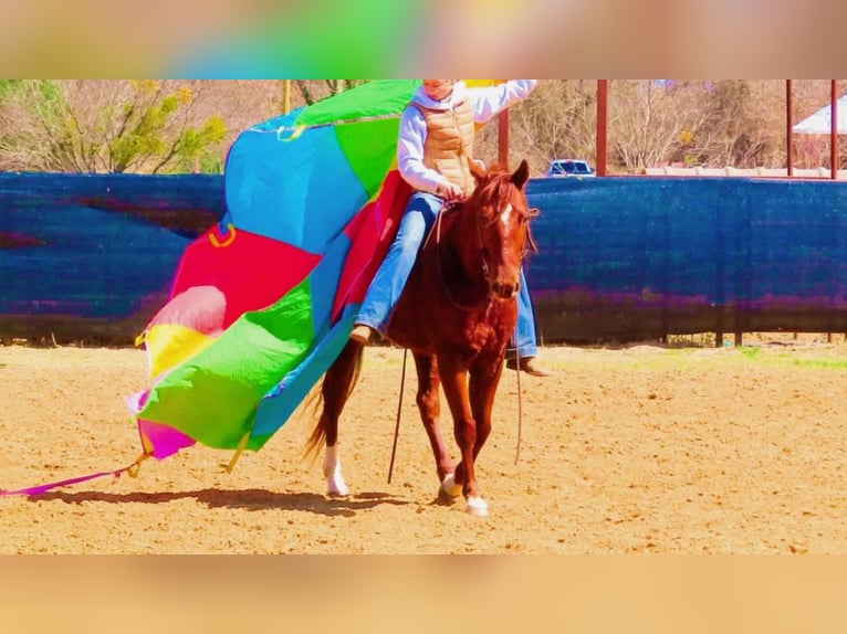 American Quarter Horse Castrone 9 Anni in Stephenville TX