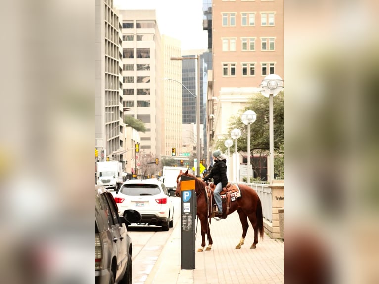 American Quarter Horse Castrone 9 Anni in Stephenville TX