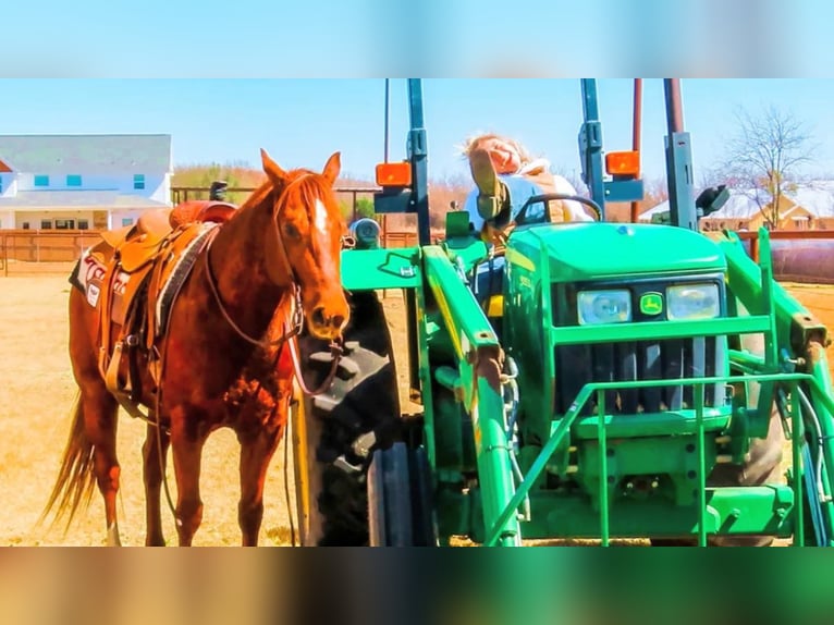 American Quarter Horse Castrone 9 Anni in Stephenville TX