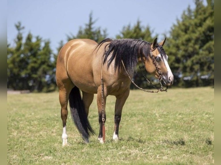 American Quarter Horse Castrone 9 Anni Pelle di daino in Dunbarton